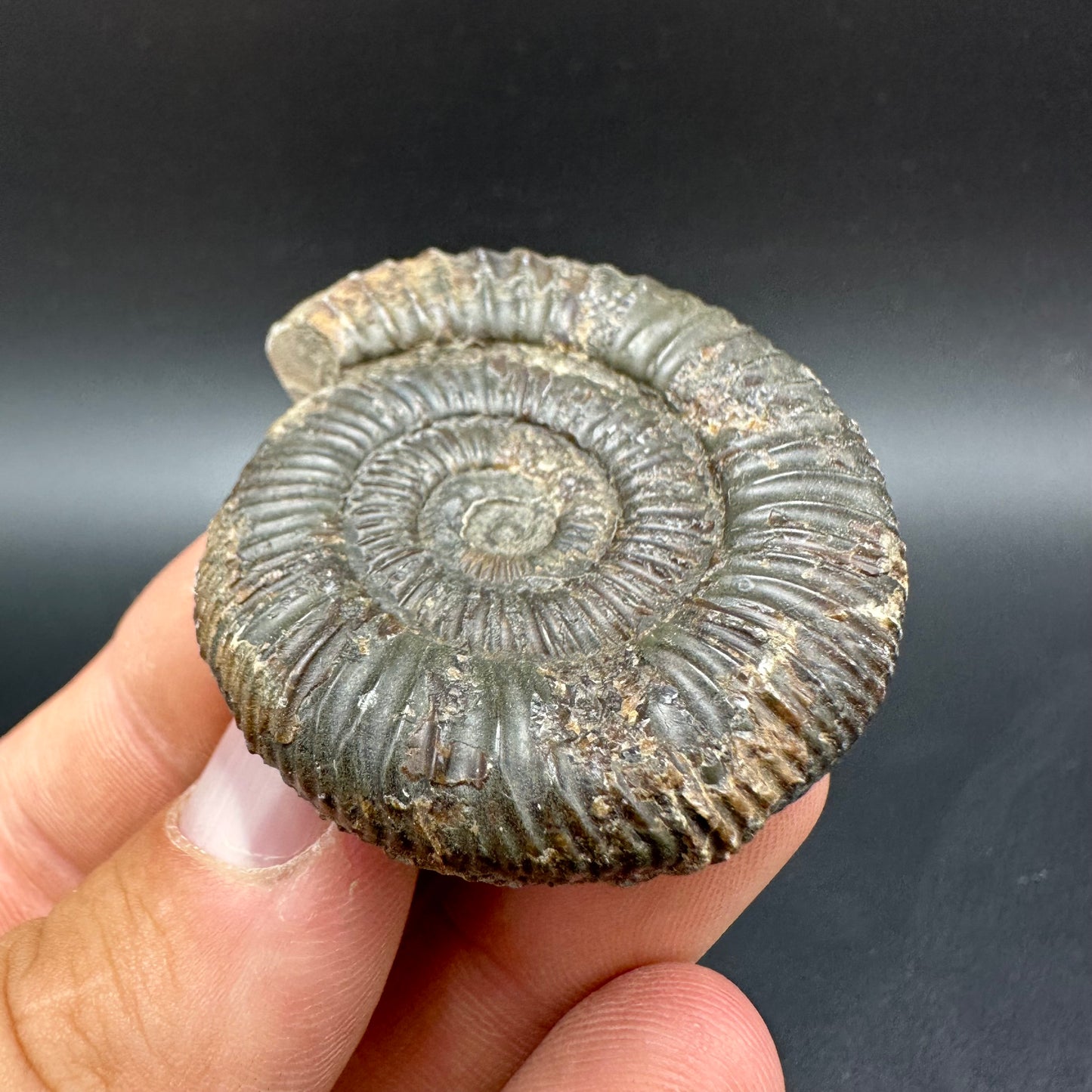 Dactylioceras Ammonite Fossil With Box And Stand - Whitby, North Yorkshire Jurassic Coast Yorkshire Fossils