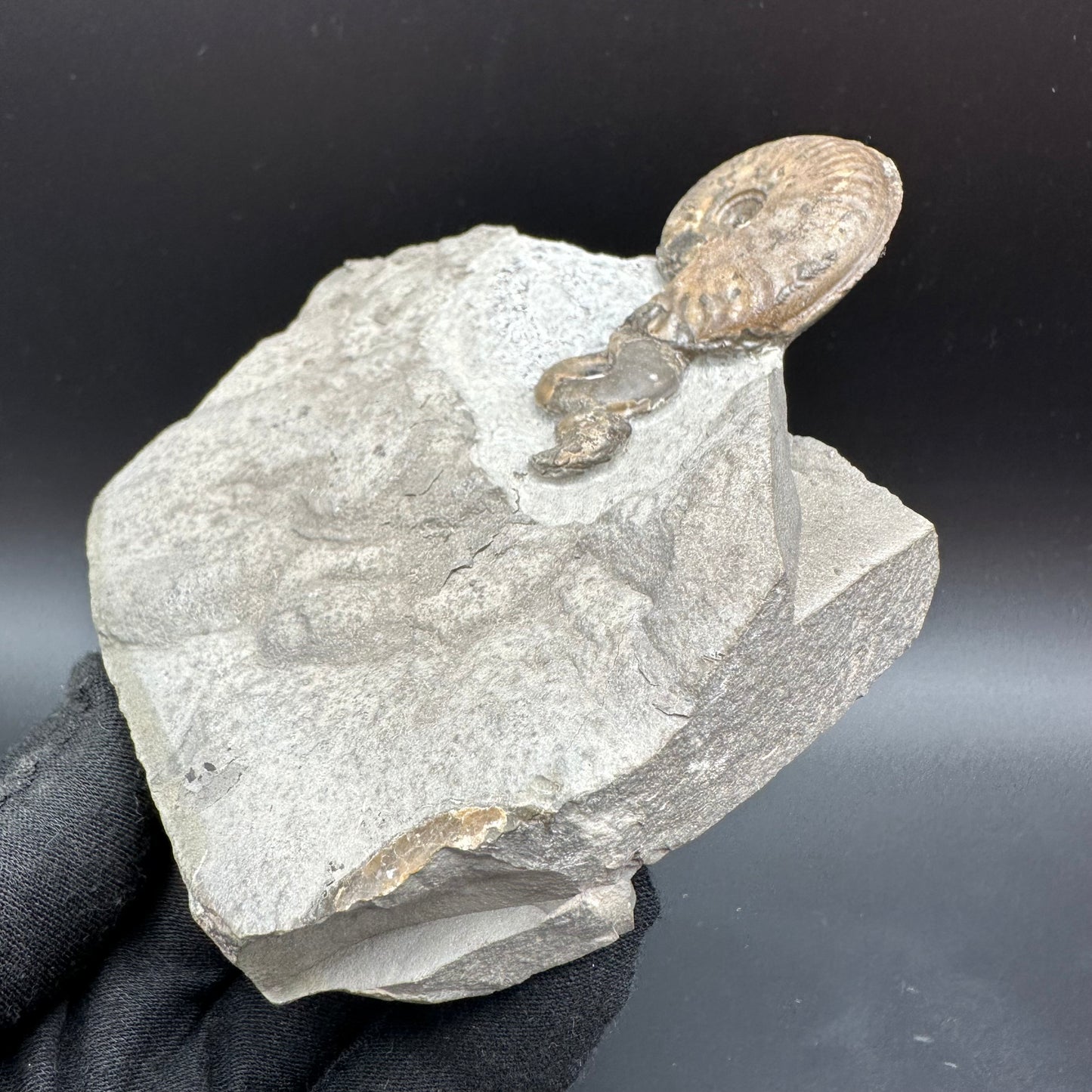 Eleganticeras Elegantulum ammonite fossil with stand - Whitby, North Yorkshire Jurassic Coast, Yorkshire Fossils