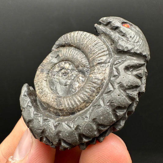 Snakestone Ammonite Fossil With Bag/Box And Stand - Whitby, North Yorkshire Jurassic Coast Yorkshire Fossils