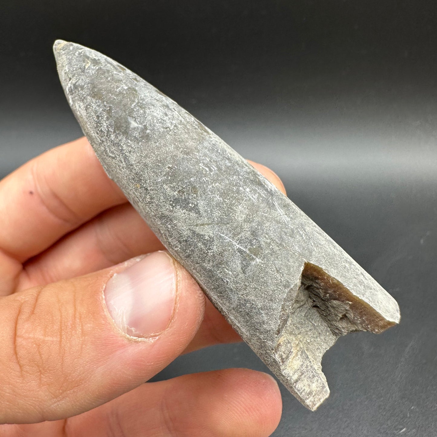 Belemnite (Fossil Squid) shell fossil - Whitby, North Yorkshire Jurassic Coast Yorkshire Fossils