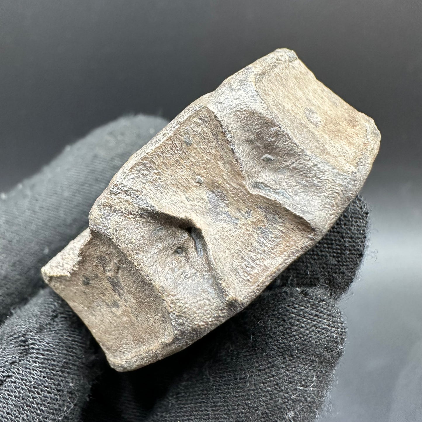 Ichthyosaur Vertebra fossil with box and stand - Whitby, North Yorkshire Jurassic Coast, Yorkshire fossils found on the Jurassic Coast