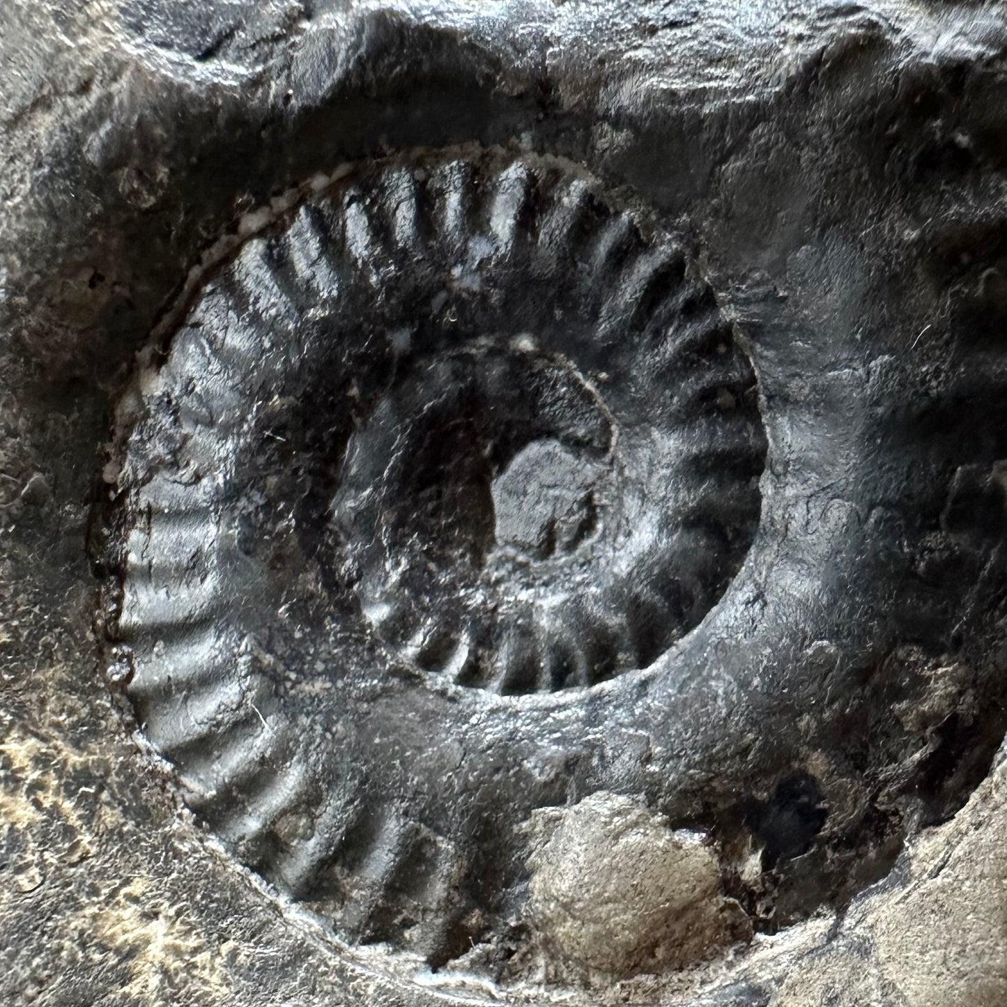 Grammoceras thoaurense Ammonite shell fossil with box and stand - Whitby, North Yorkshire, Yorkshire Fossils from the Jurassic Coast