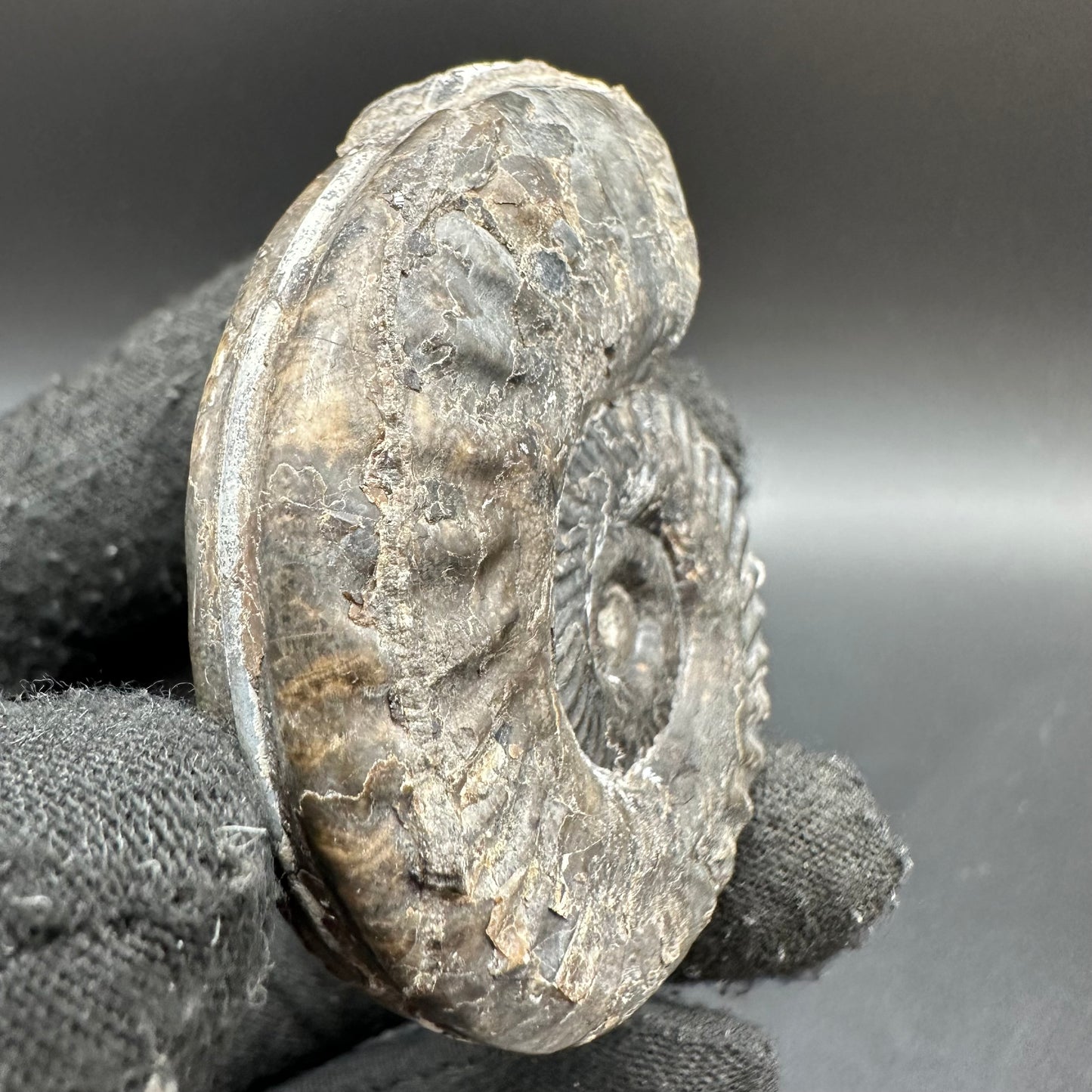 Hildoceras lusitanicum Ammonite fossil with box and stand - Whitby, North Yorkshire, Jurassic Coast, Yorkshire Fossils from the Jurassic Coast