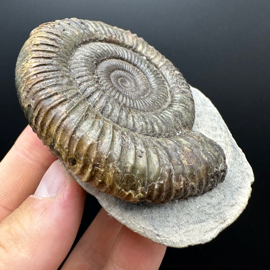Dactylioceras Ammonite Fossil With box and Stand - Whitby, North Yorkshire Jurassic Coast Yorkshire Fossils