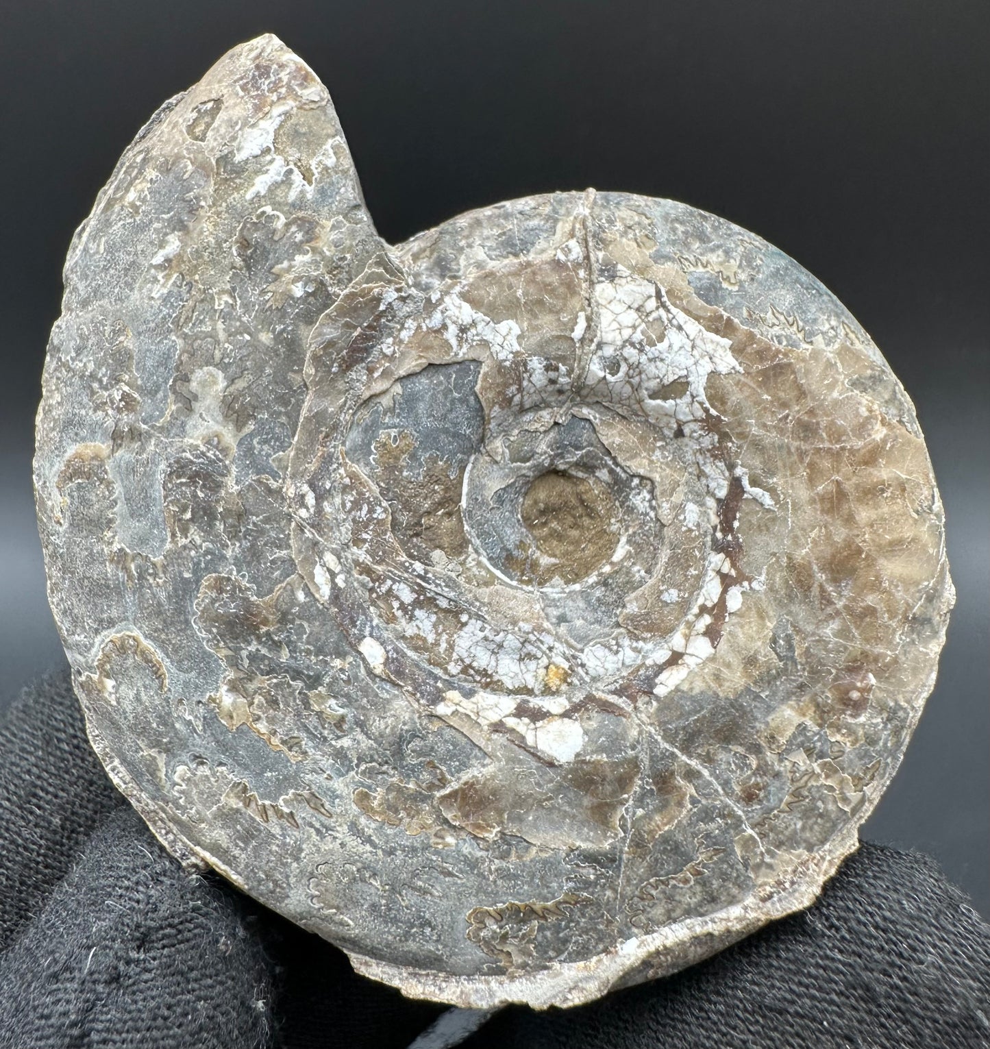 Hildoceras Bifrons Ammonite fossil with box and stand - Whitby, North Yorkshire Jurassic Coast, Yorkshire Fossils from the Jurassic Coast