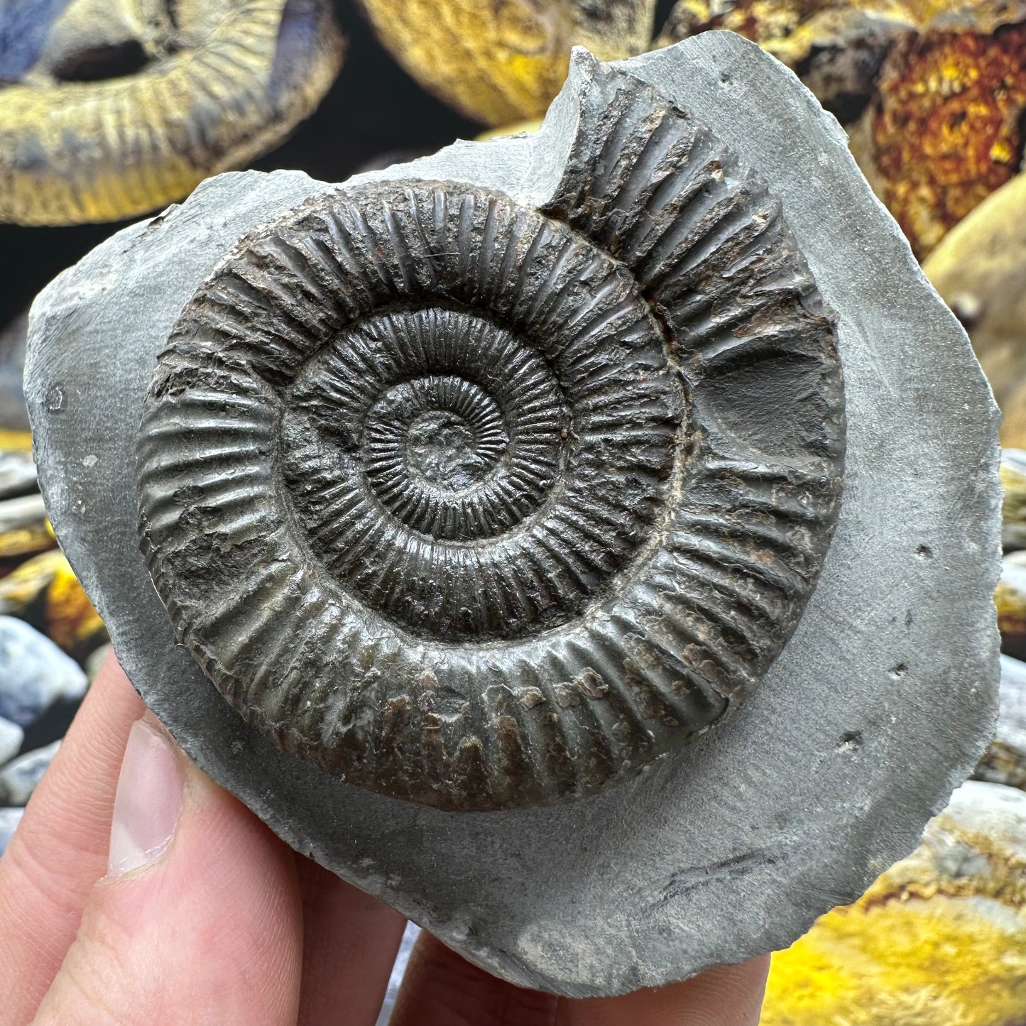 Dactylioceras ammonite fossil - Whitby, North Yorkshire Jurassic Coast