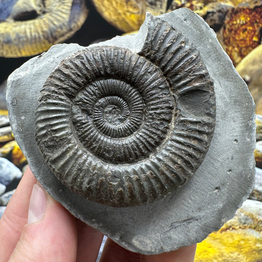 Dactylioceras ammonite fossil - Whitby, North Yorkshire Jurassic Coast
