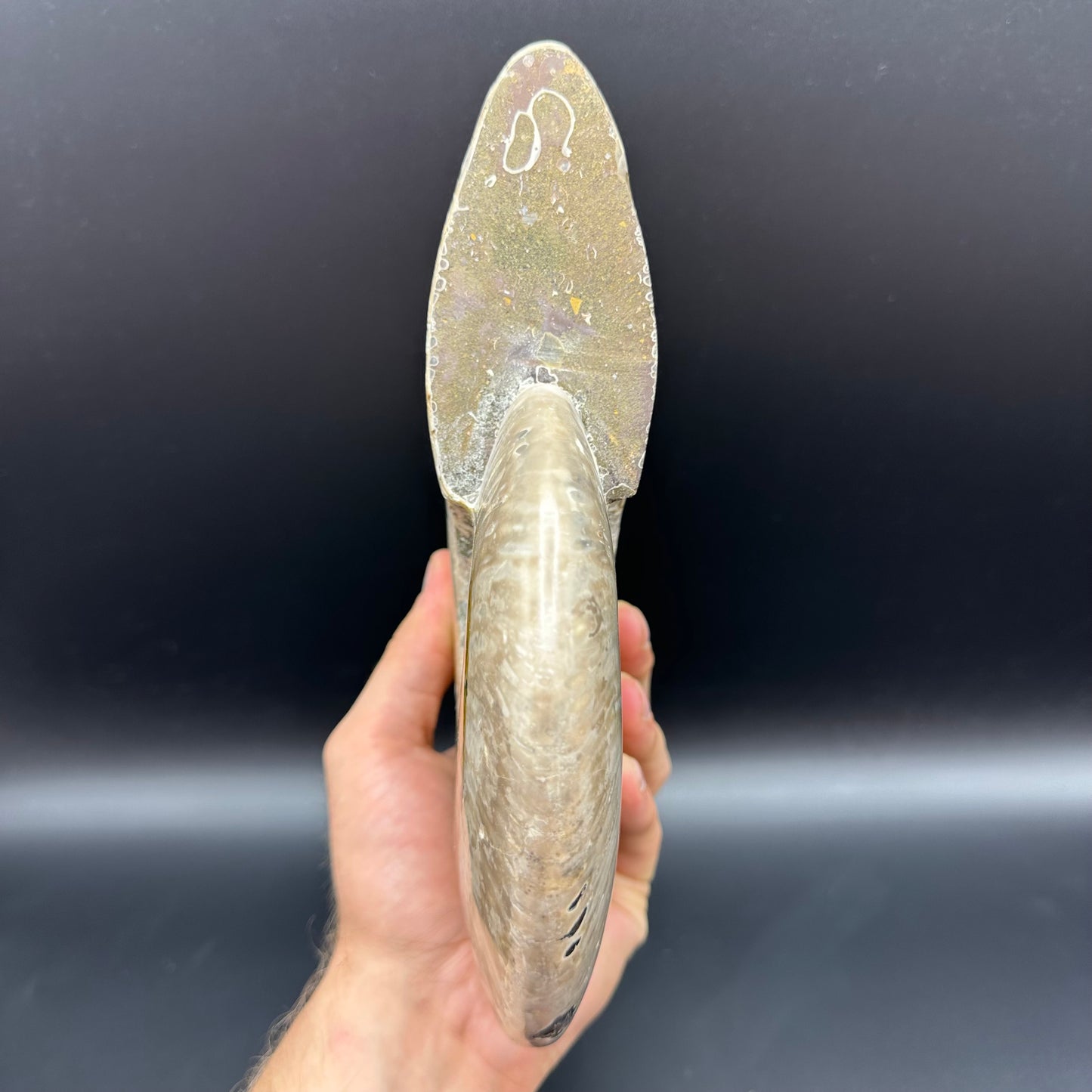 Cleoniceras Ammonite Fossil With Stand - Cretaceous Ammonite Madagascar
