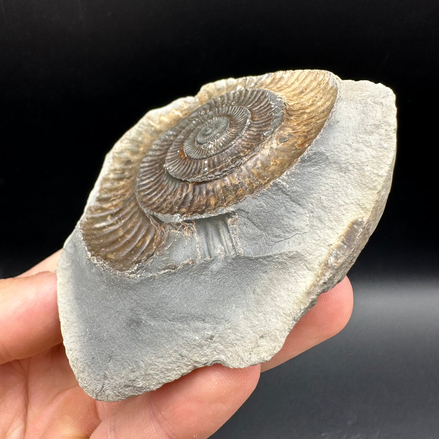 Dactylioceras Ammonite nodule (split pair) Fossil With Stand - Whitby, North Yorkshire Jurassic Coast Yorkshire Fossils
