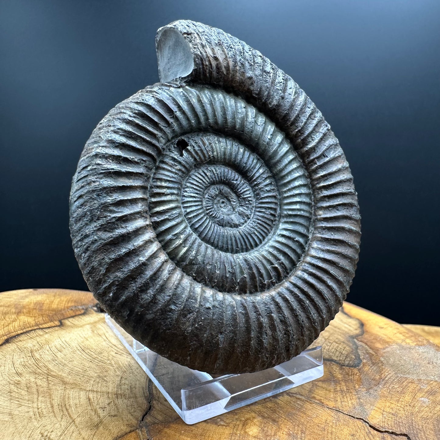 Dactylioceras Ammonite Fossil With box and Stand - Whitby, North Yorkshire Jurassic Coast Yorkshire Fossils