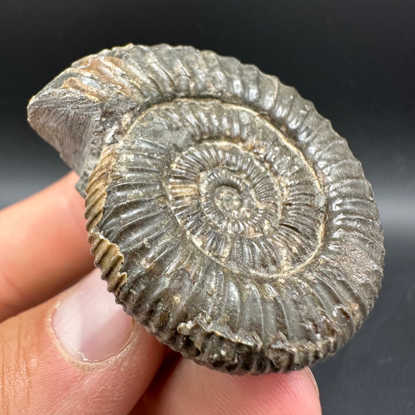 Dactylioceras Ammonite Fossil With Box And Stand - Whitby, North Yorkshire Jurassic Coast Yorkshire Fossils