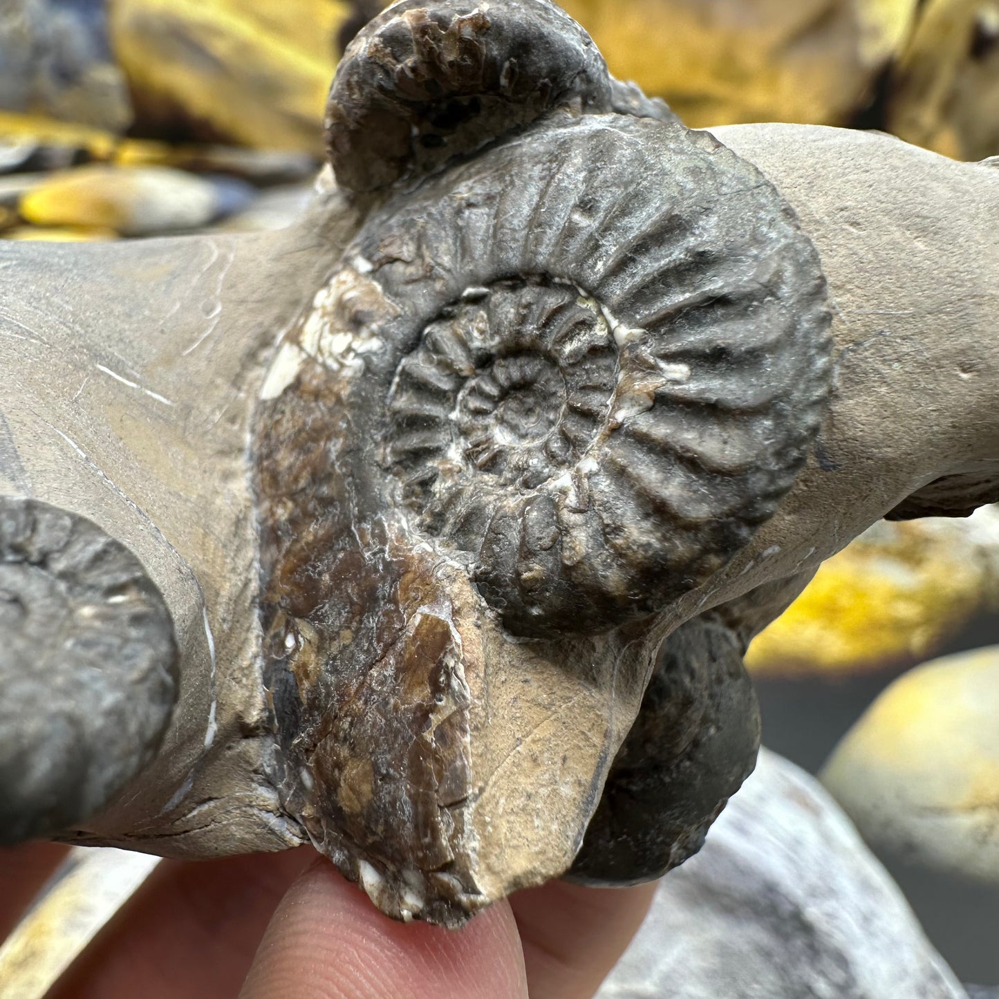 Amaltheus subnodosus ammonite fossil - Whitby, North Yorkshire