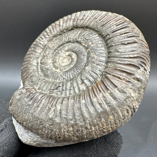 Dactylioceras Ammonite Fossil With Box And Stand - Whitby, North Yorkshire Jurassic Coast Yorkshire Fossils