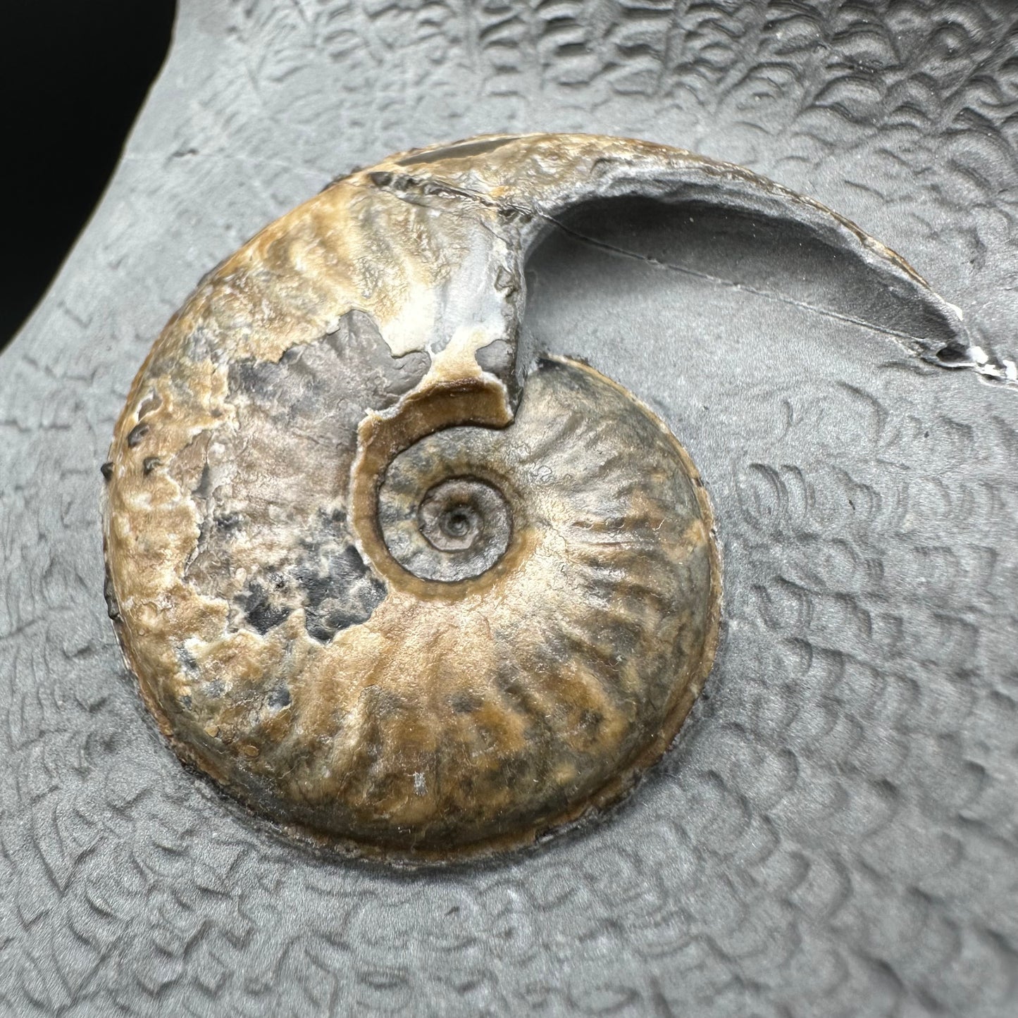 Eleganticeras Elegantulum ammonite with box and stand - Whitby, North Yorkshire Jurassic Coast, Yorkshire Fossils