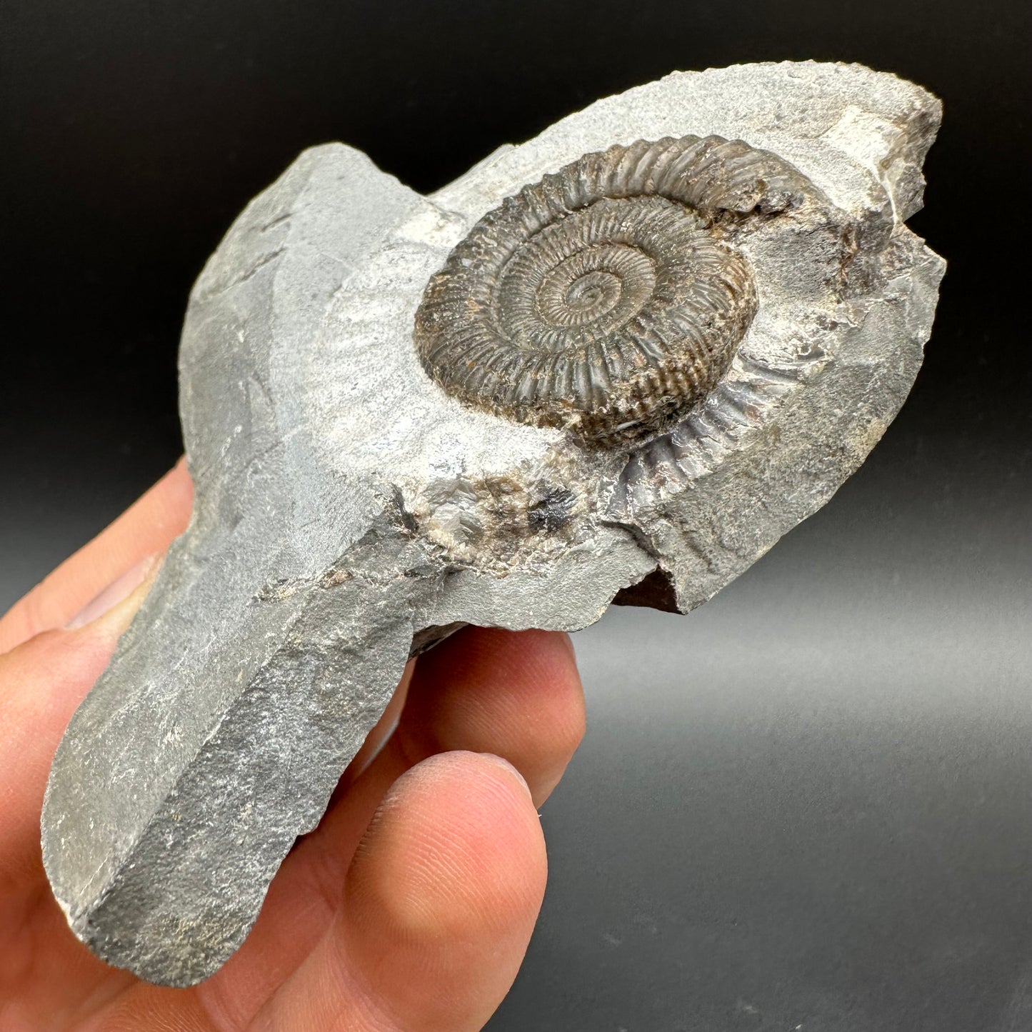 Dactylioceras Ammonite Fossil With Box And Stand - Whitby, North Yorkshire Jurassic Coast Yorkshire Fossils