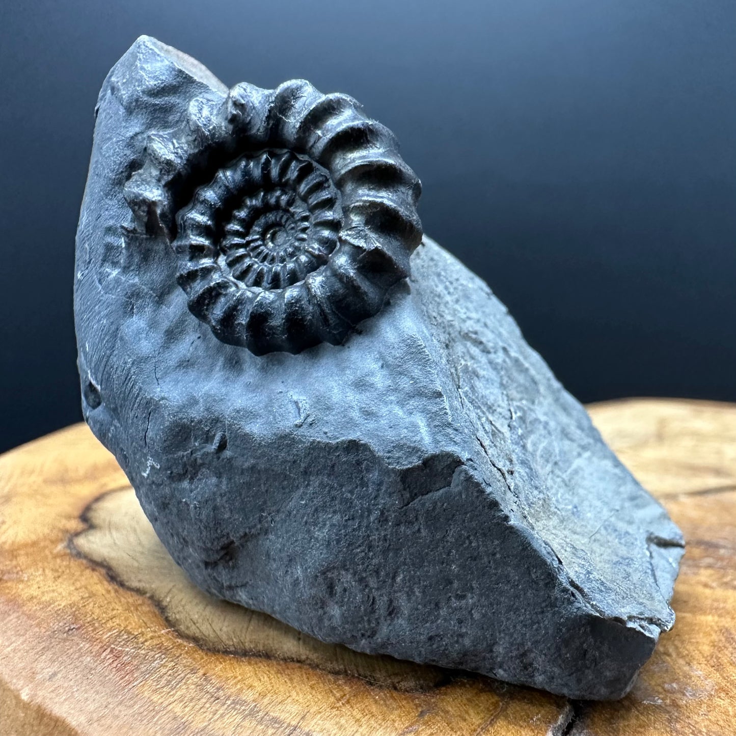 Gagaticeras Ammonite fossil with box and stand - Whitby, North Yorkshire Jurassic Coast Yorkshire Fossils