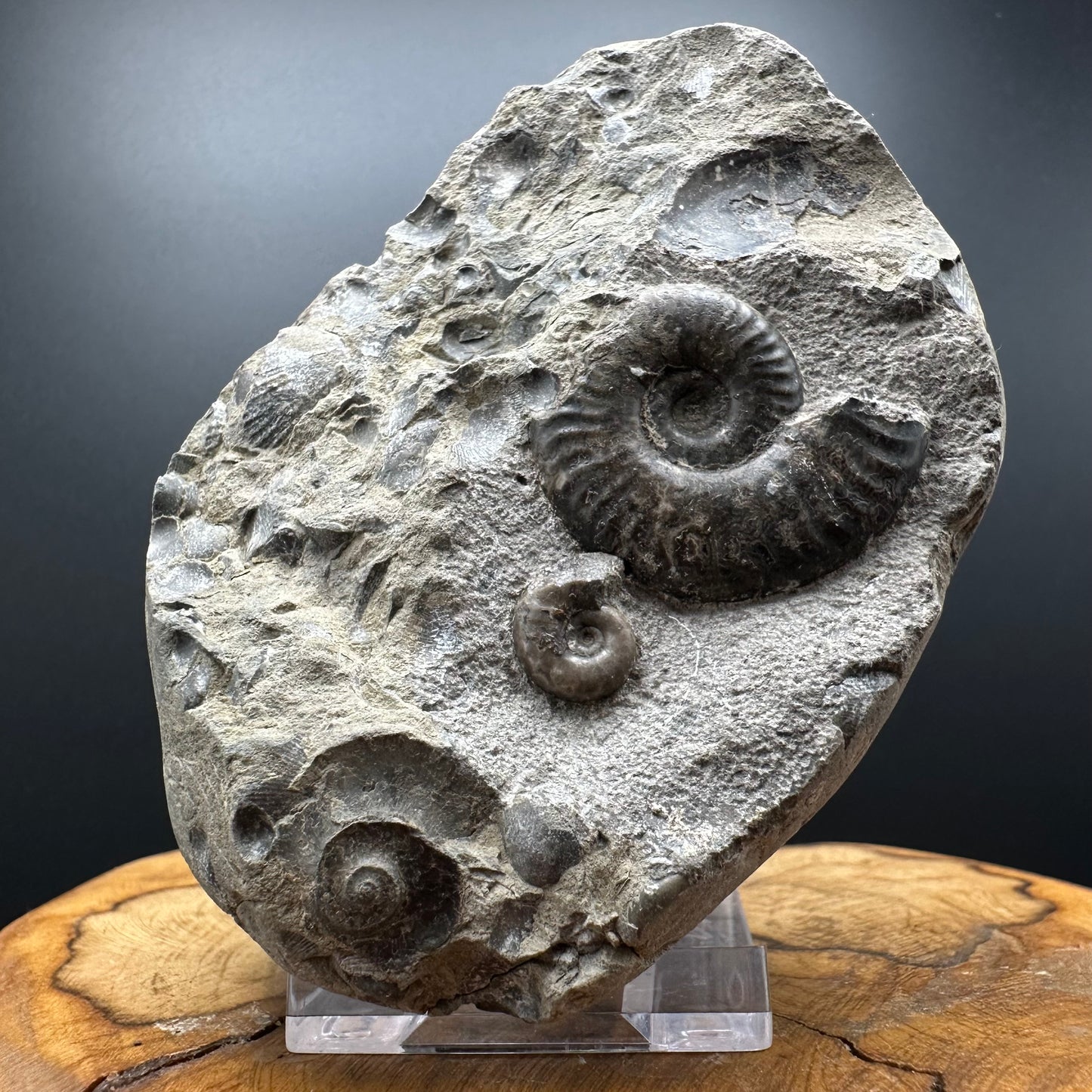 Grammoceras thoaurense Ammonite shell fossil with box and stand - Whitby, North Yorkshire, Yorkshire Fossils from the Jurassic Coast