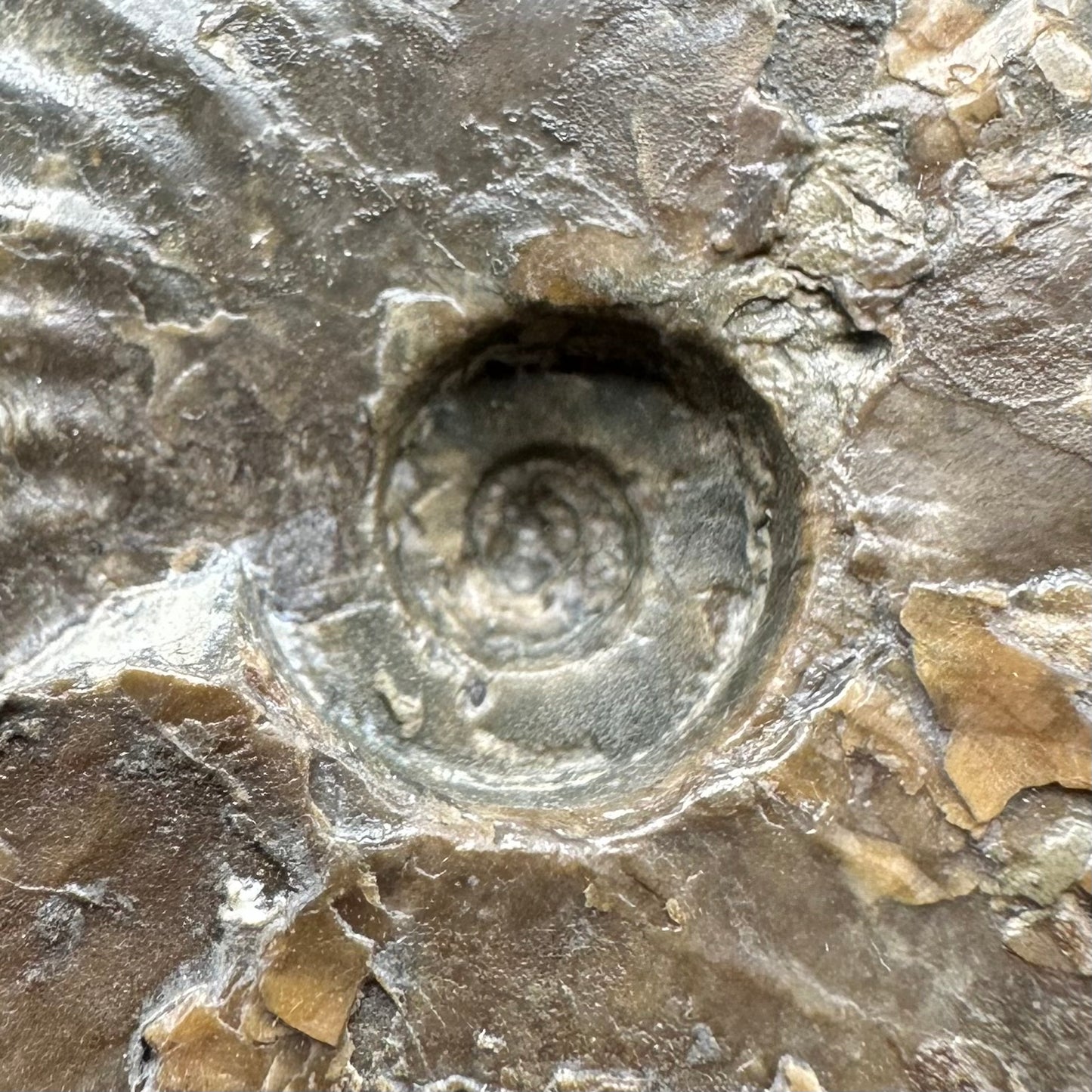 Pseudolioceras lythense Ammonite fossil with box and stand - Whitby, North Yorkshire, Yorkshire Fossils on the Jurassic Coast