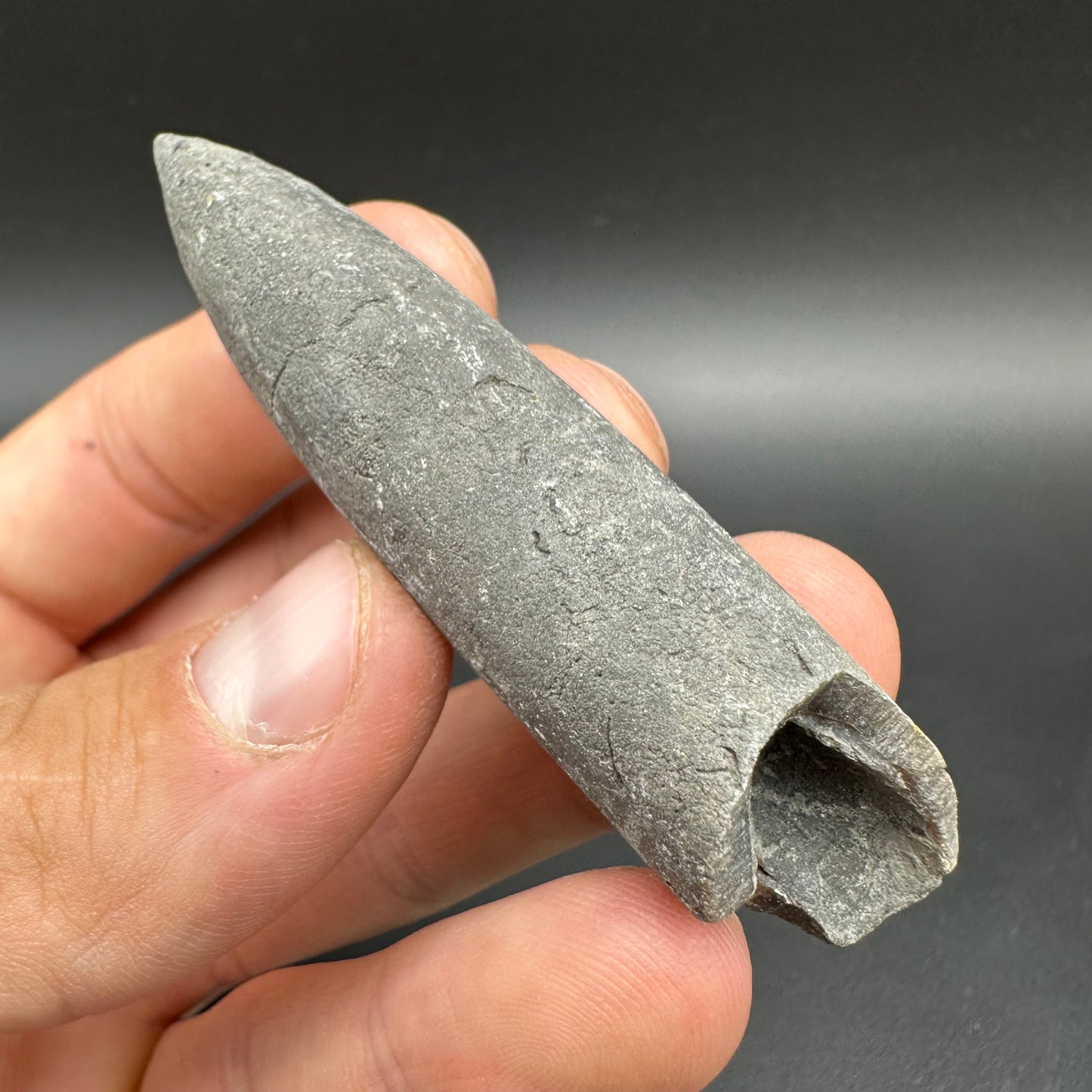 Belemnite (Fossil Squid) shell fossil - Whitby, North Yorkshire Jurassic Coast Yorkshire Fossils