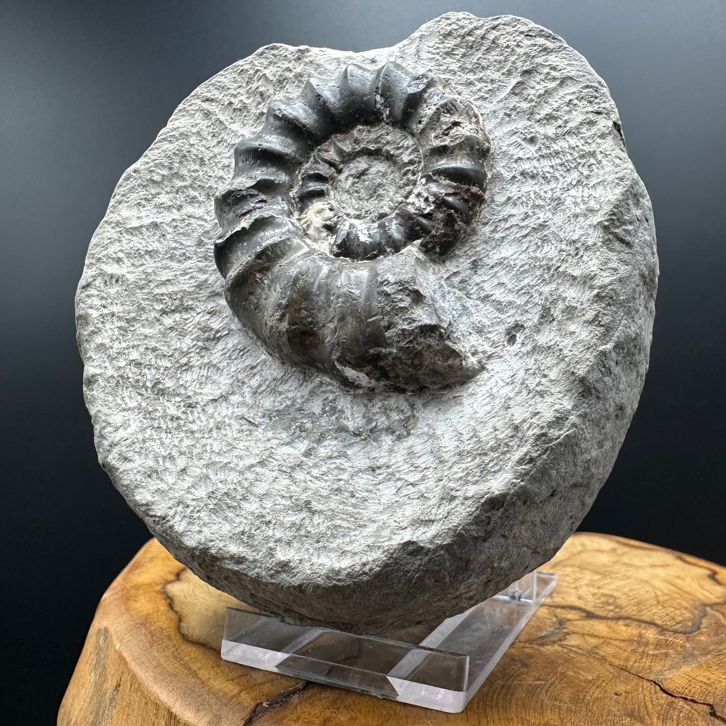 Androgynoceras maculatum ammonite fossil with box and stand - Whitby, North Yorkshire Jurassic Coast Yorkshire Fossils