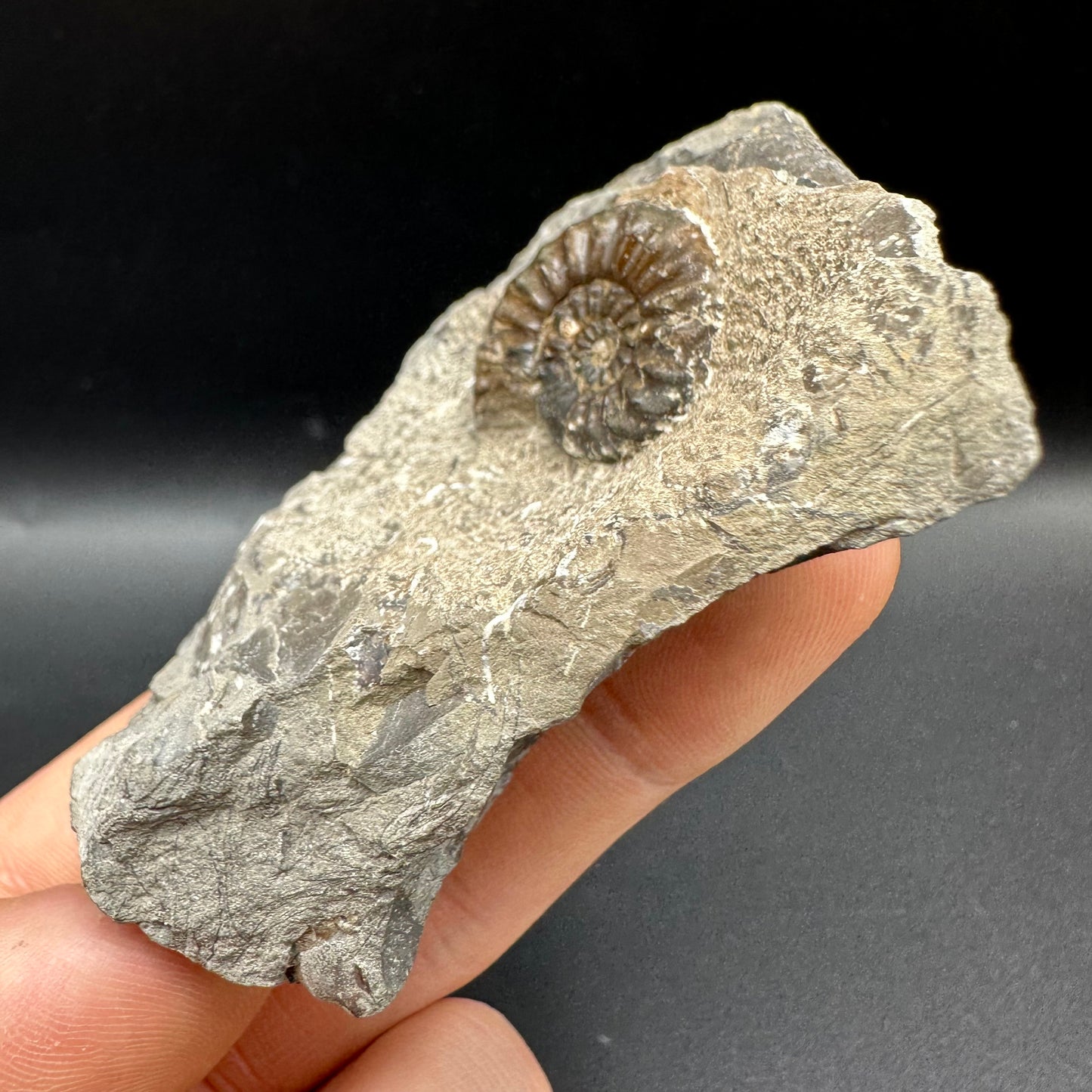 Amaltheus subnodosus Ammonite fossil with box and stand - Whitby, North Yorkshire Jurassic Coast Yorkshire Fossils