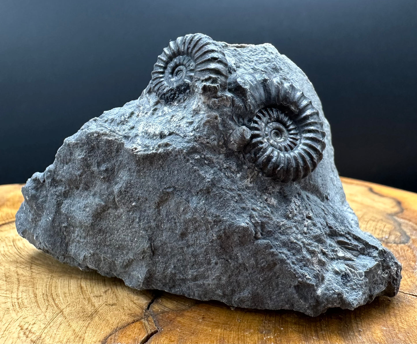 Promicroceras Ammonite shell fossil with box and stand - Whitby, North Yorkshire Jurassic Coast Yorkshire Fossils