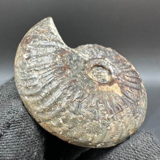 Pseudolioceras lythense Ammonite fossil with box and stand - Whitby, North Yorkshire, Yorkshire Fossils on the Jurassic Coast