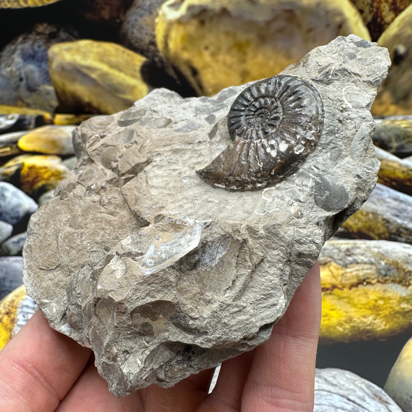 Amaltheus subnodosus ammonite fossil - Whitby, North Yorkshire Jurassic Coast Yorkshire Fossils