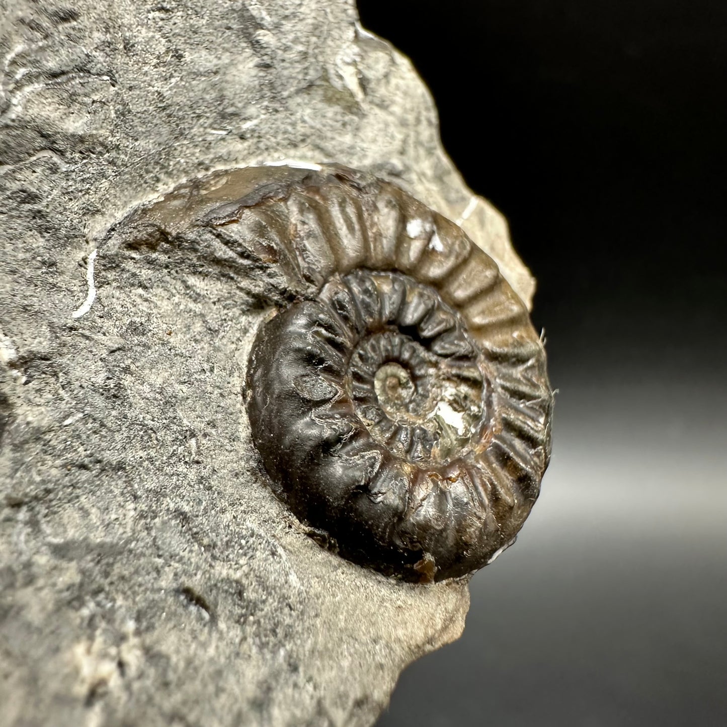 Amaltheus subnodosus Ammonite fossil with box and stand - Whitby, North Yorkshire Jurassic Coast Yorkshire Fossils