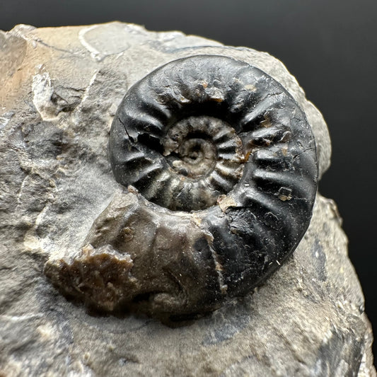 Amaltheus subnodosus Ammonite fossil with stand - Whitby, North Yorkshire Jurassic Coast Yorkshire Fossils