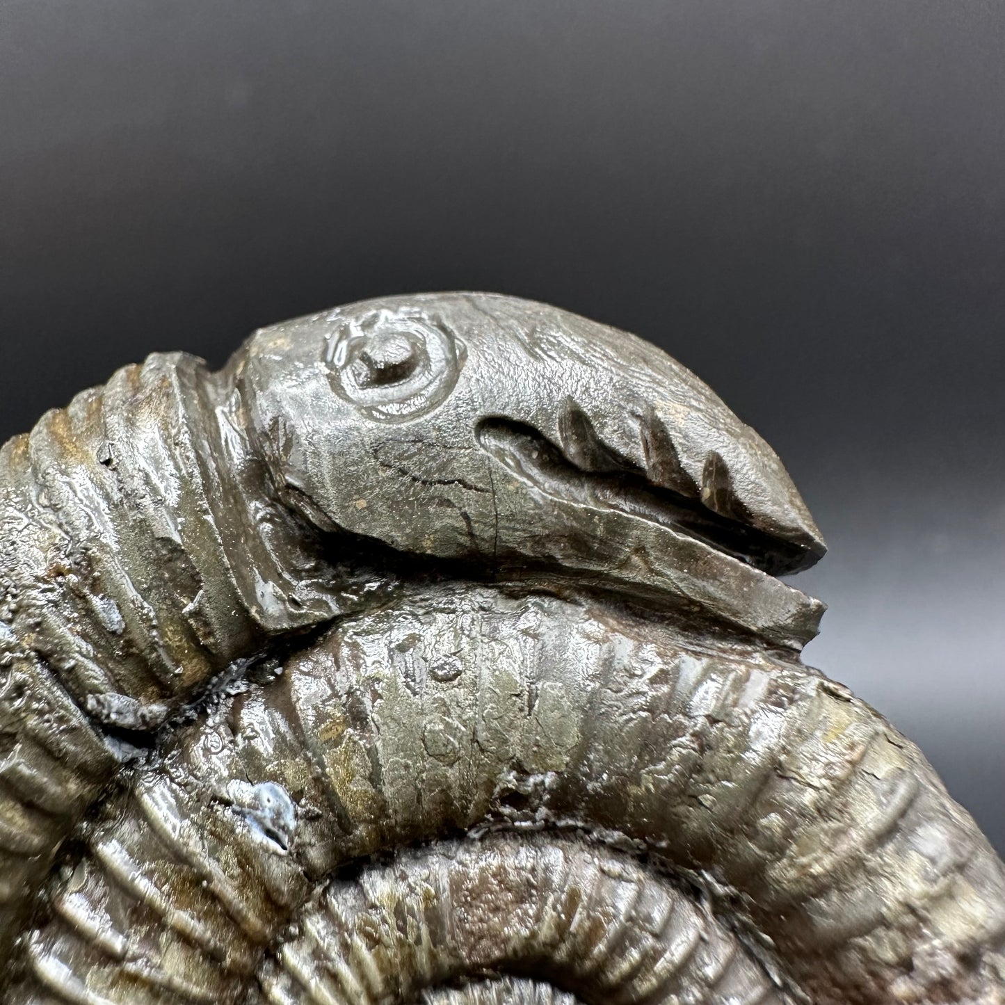 Snakestone Ammonite Fossil With Bag/Box And Stand - Whitby, North Yorkshire Jurassic Coast Yorkshire Fossils