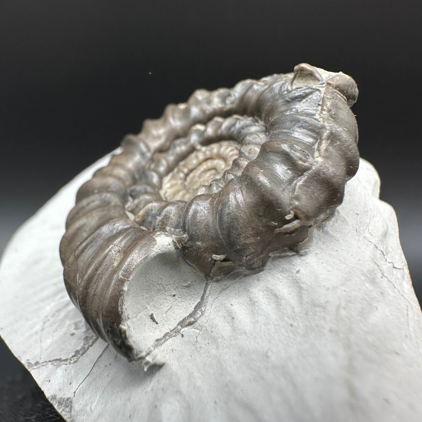 Gagaticeras Ammonite fossil with box and stand - Whitby, North Yorkshire Jurassic Coast Yorkshire Fossils