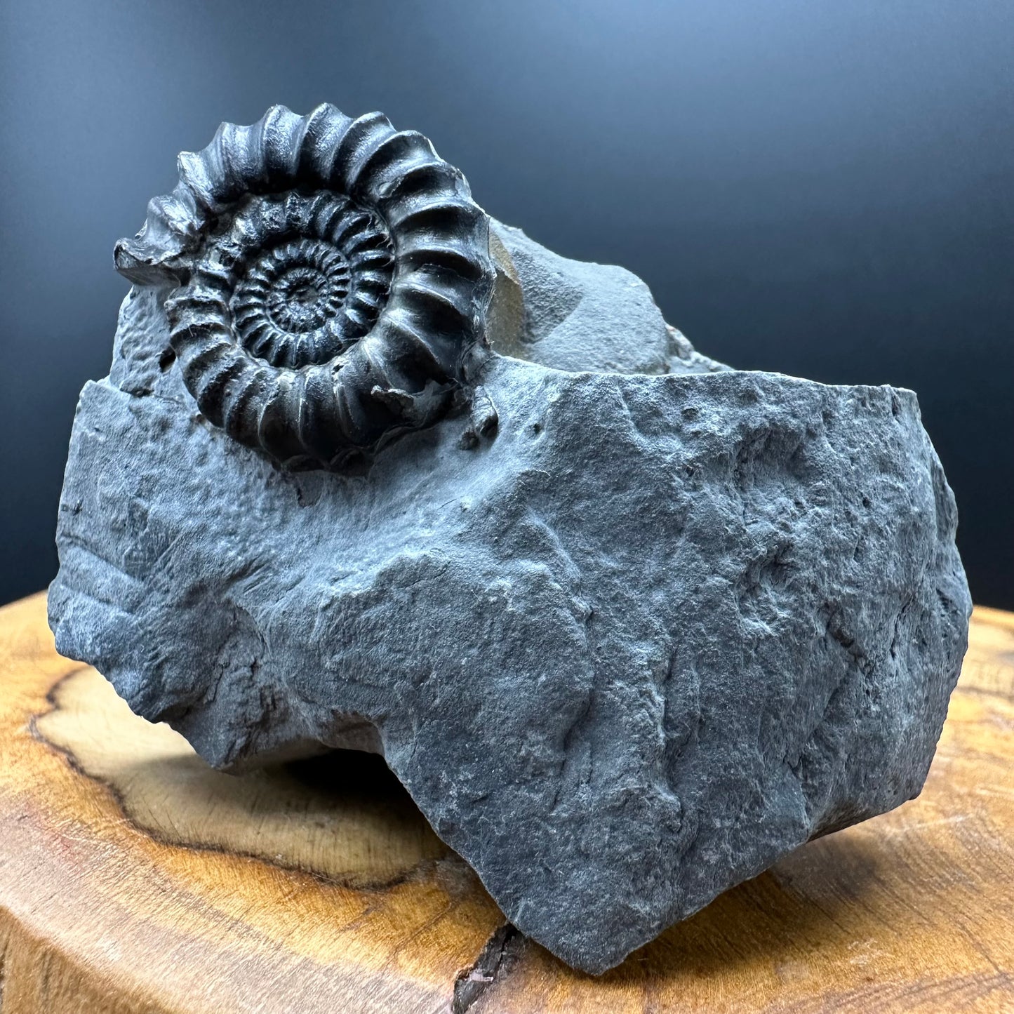 Gagaticeras Ammonite fossil with box and stand - Whitby, North Yorkshire Jurassic Coast Yorkshire Fossils