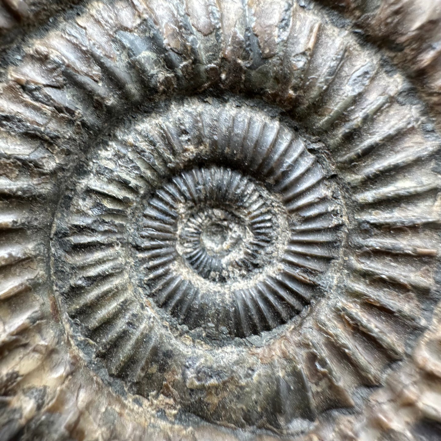 Dactylioceras Ammonite Fossil With Box And Stand - Whitby, North Yorkshire Jurassic Coast Yorkshire Fossils