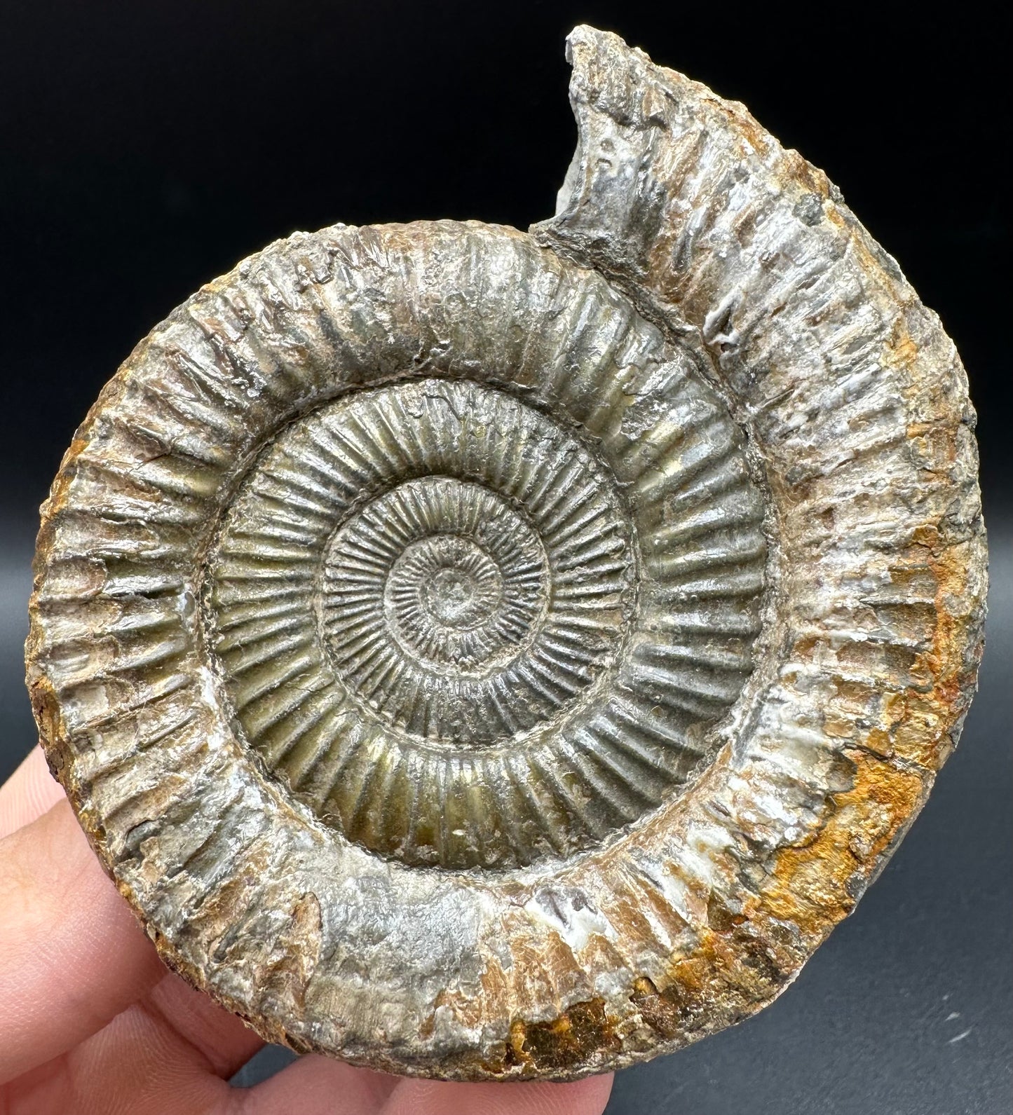 Dactylioceras Ammonite Fossil With Box And Stand - Whitby, North Yorkshire Jurassic Coast Yorkshire Fossils