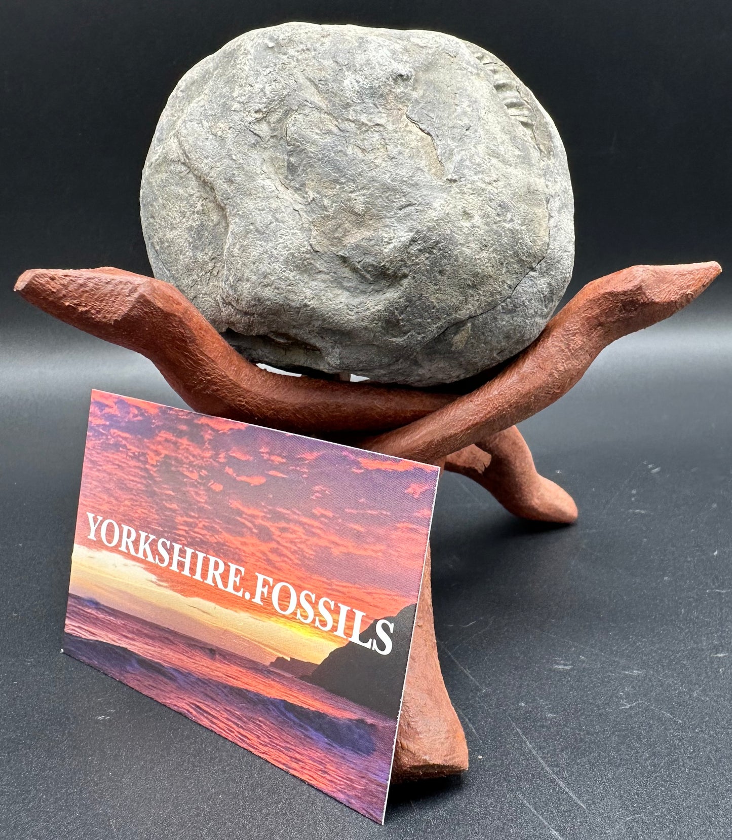 Golden Iron Pyrite Hildoceras lusitanicum Ammonite Nodule (split pair) Fossil With Box And Stand - Whitby, North Yorkshire Jurassic Coast Yorkshire Fossils