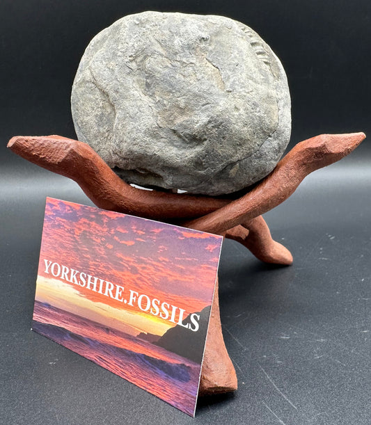 Golden Iron Pyrite Hildoceras lusitanicum Ammonite Nodule (split pair) Fossil With Box And Stand - Whitby, North Yorkshire Jurassic Coast Yorkshire Fossils