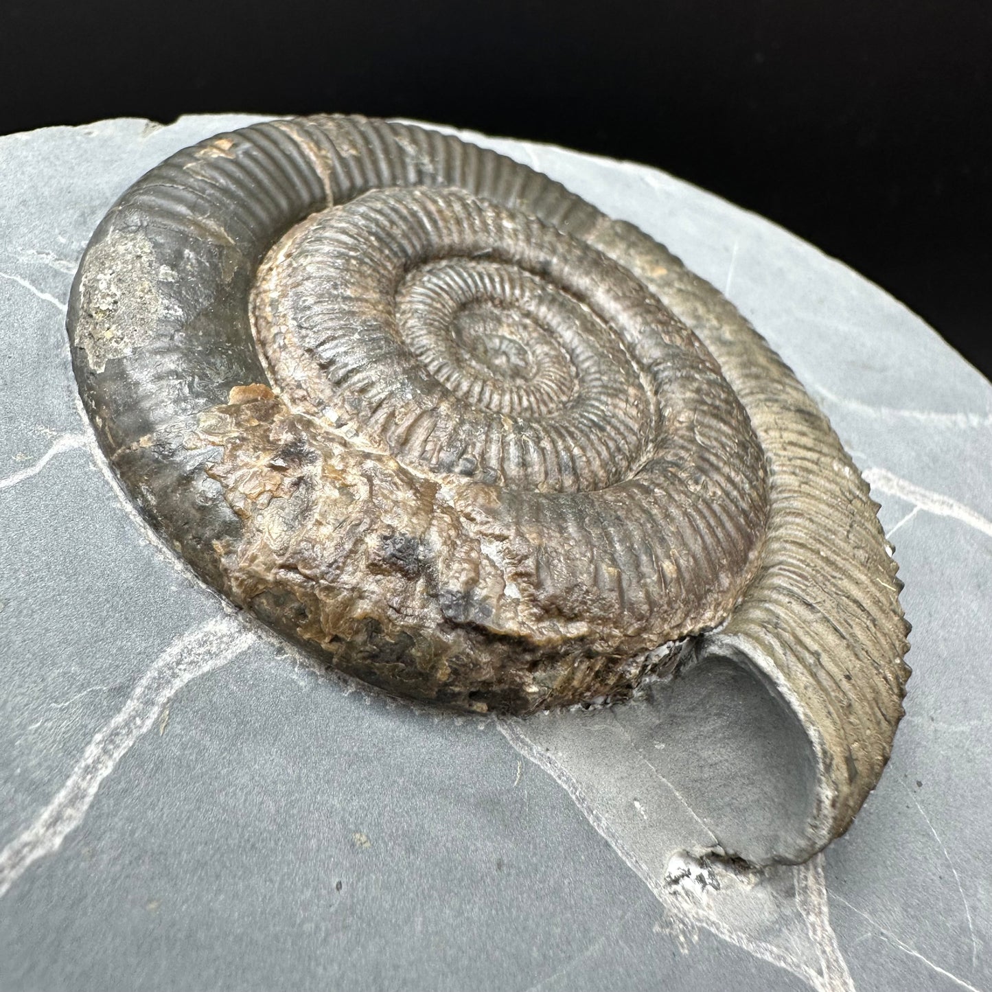 Zugodactylites Ammonite fossil with stand - Whitby, North Yorkshire Jurassic Coast, Yorkshire fossils