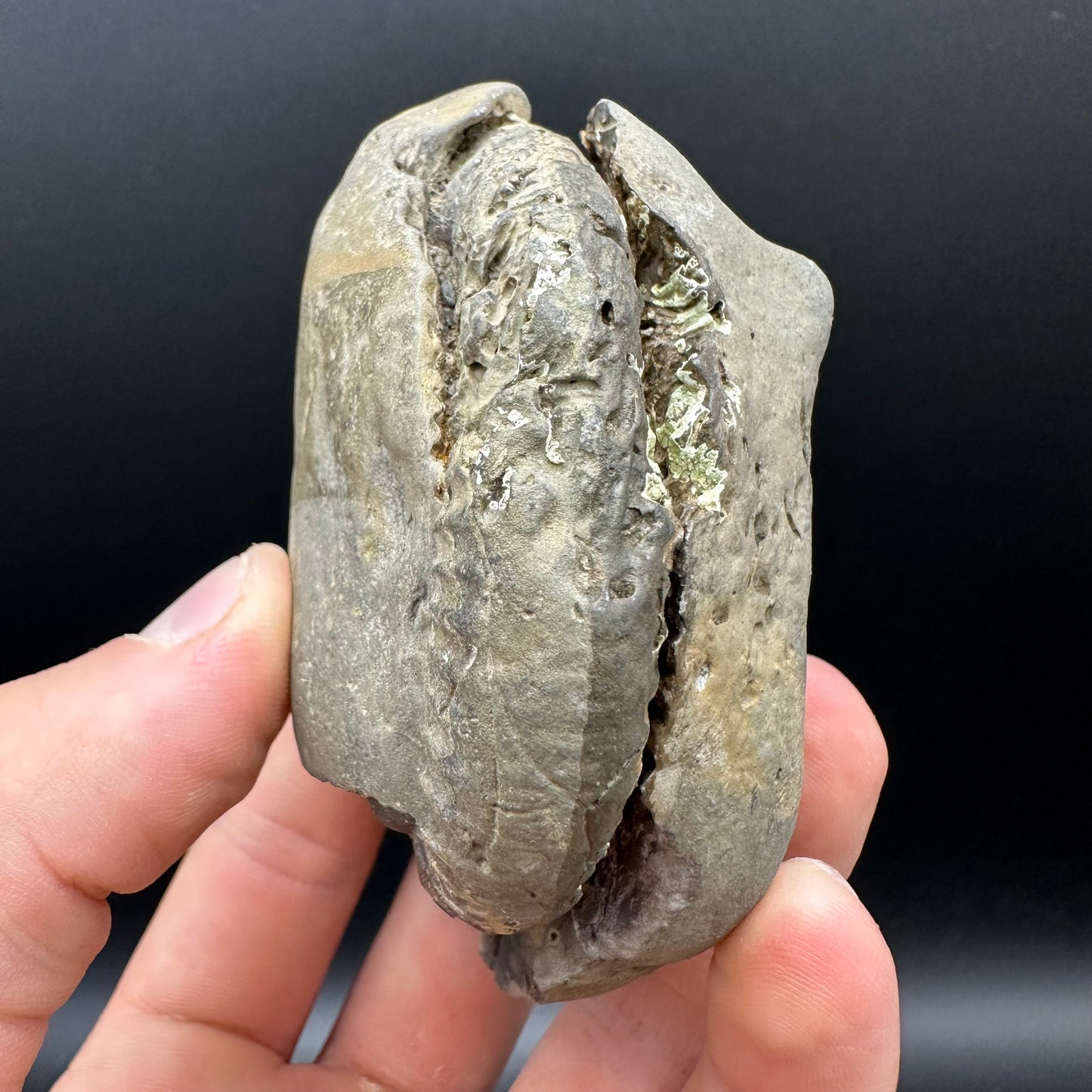 Dactylioceras Ammonite nodule (split pair) Fossil With Box And Stand - Whitby, North Yorkshire Jurassic Coast Yorkshire Fossils