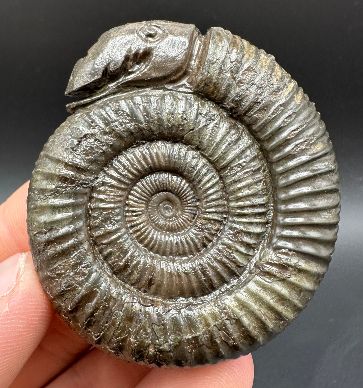 Snakestone Ammonite Fossil With Bag/Box And Stand - Whitby, North Yorkshire Jurassic Coast Yorkshire Fossils