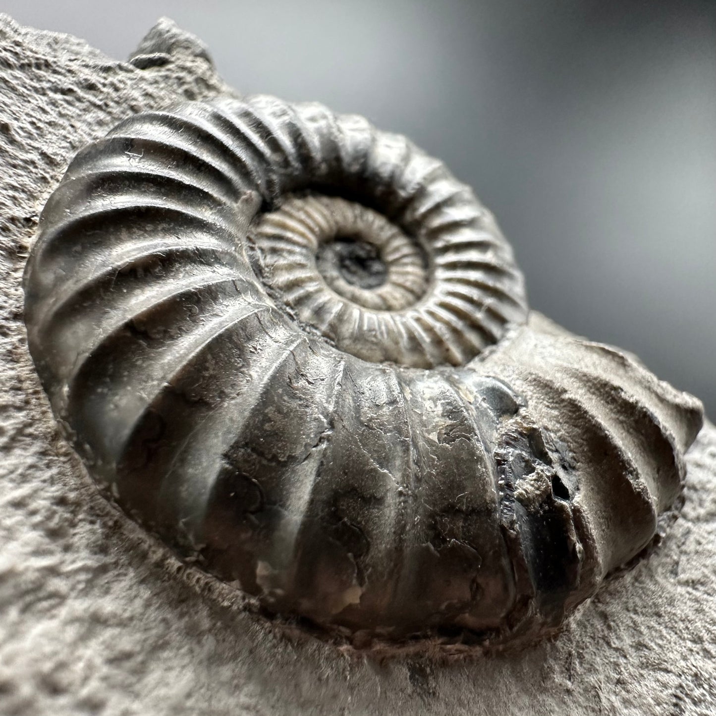 Aegasteroceras sagittarium ammonite fossil with box and stand - Whitby, North Yorkshire Jurassic Coast Yorkshire Fossils