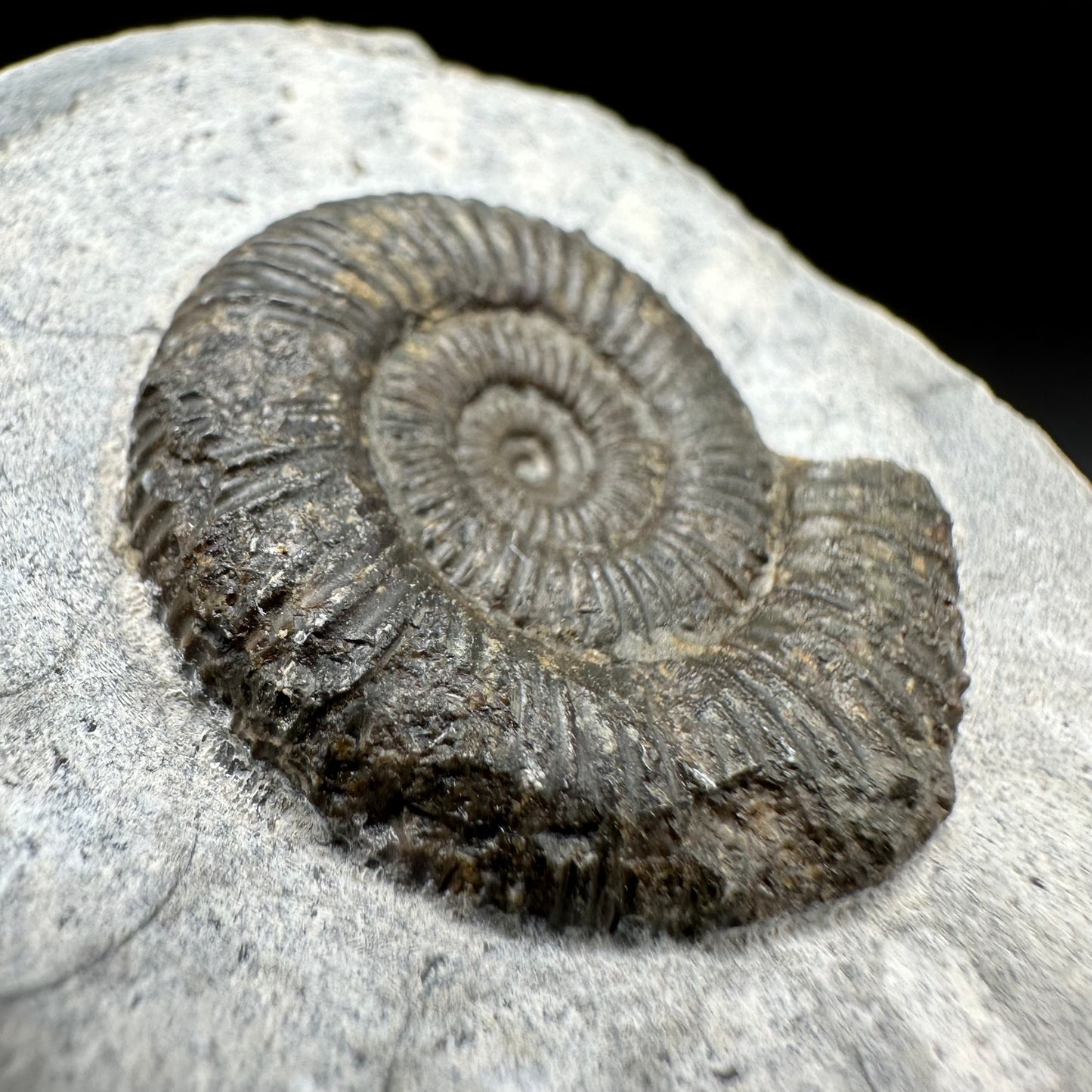 Dactylioceras Ammonite Fossil With Box And Stand - Whitby, North Yorkshire Jurassic Coast Yorkshire Fossils