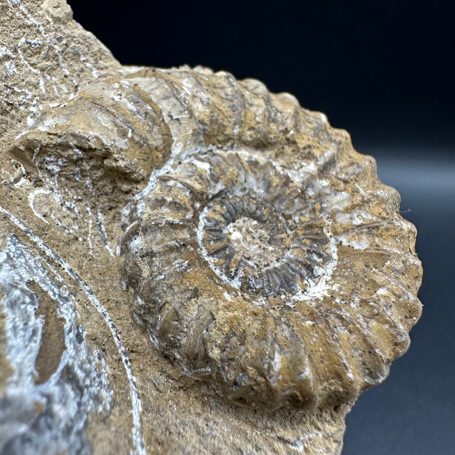 Androgynoceras capricornus Ammonite fossil with box and stand - Whitby, North Yorkshire Jurassic Coast Yorkshire Fossils
