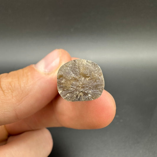 Belemnite (Fossil Squid) shell fossil - Whitby, North Yorkshire Jurassic Coast Yorkshire Fossils