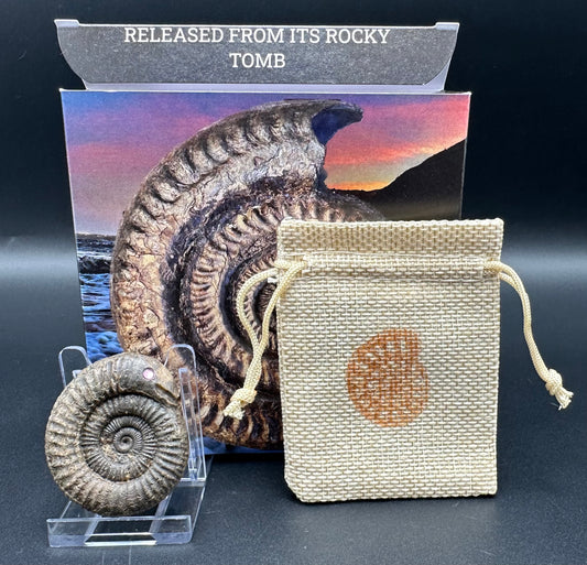 Snakestone Ammonite Fossil With Bag/Box And Stand - Whitby, North Yorkshire Jurassic Coast Yorkshire Fossils