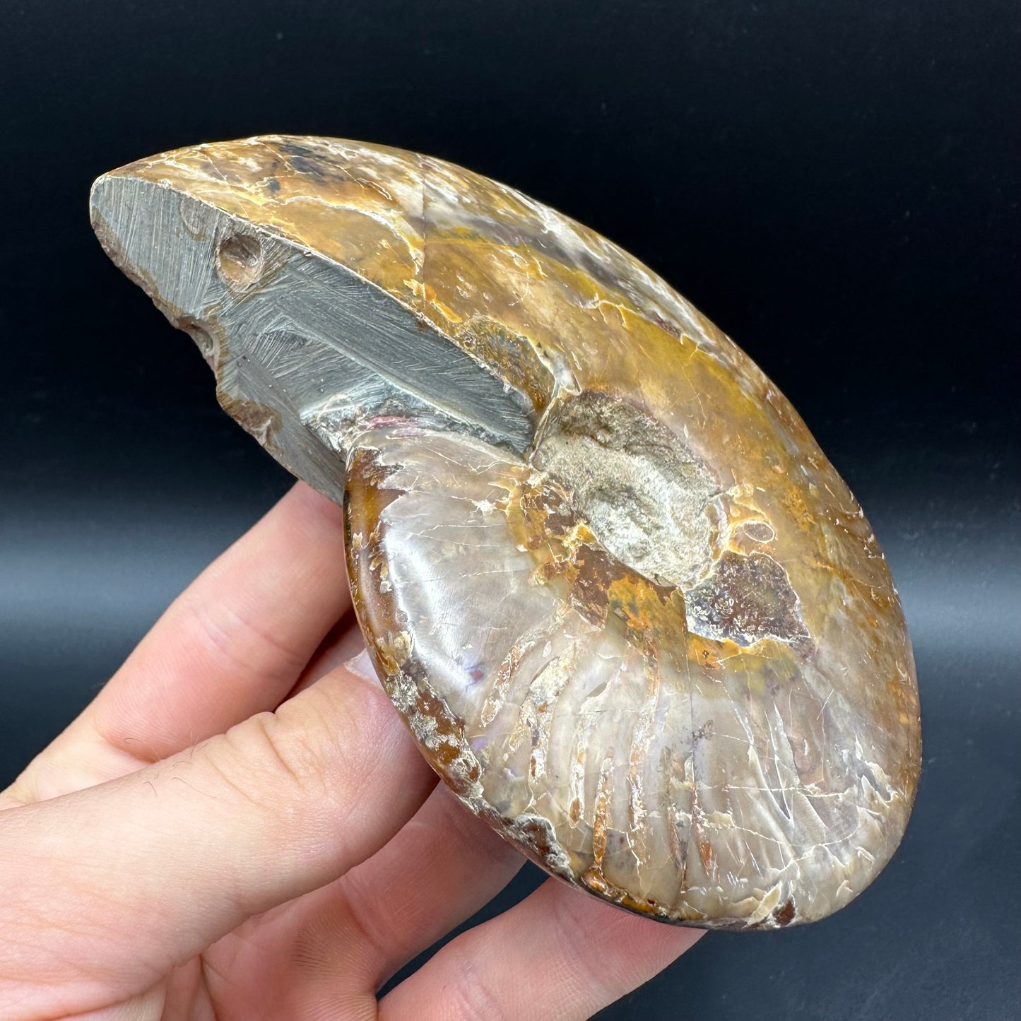 Cleoniceras Ammonite Fossil With Box And Stand - Cretaceous Ammonite Madagascar