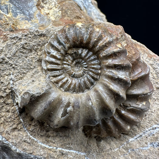Androgynoceras capricornus Ammonite fossil with box and stand - Whitby, North Yorkshire Jurassic Coast Yorkshire Fossils