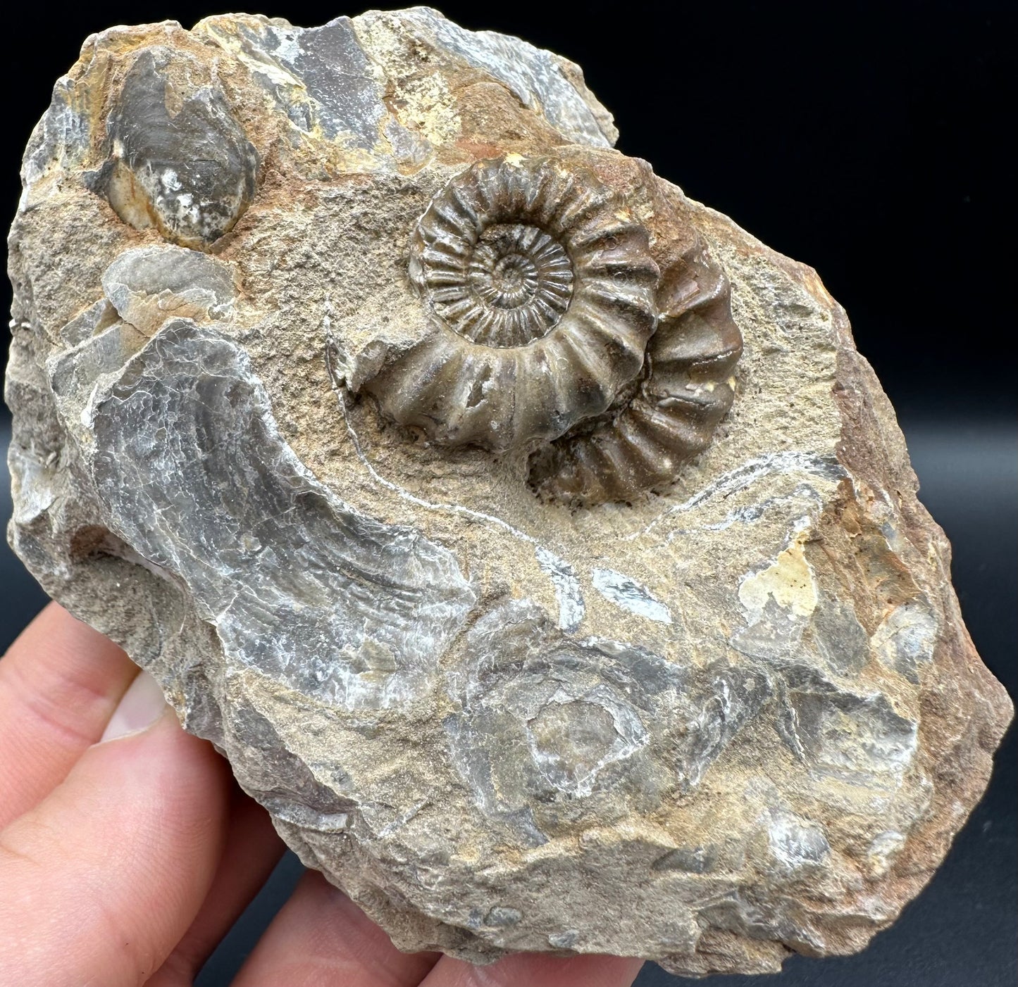 Androgynoceras capricornus Ammonite fossil with box and stand - Whitby, North Yorkshire Jurassic Coast Yorkshire Fossils