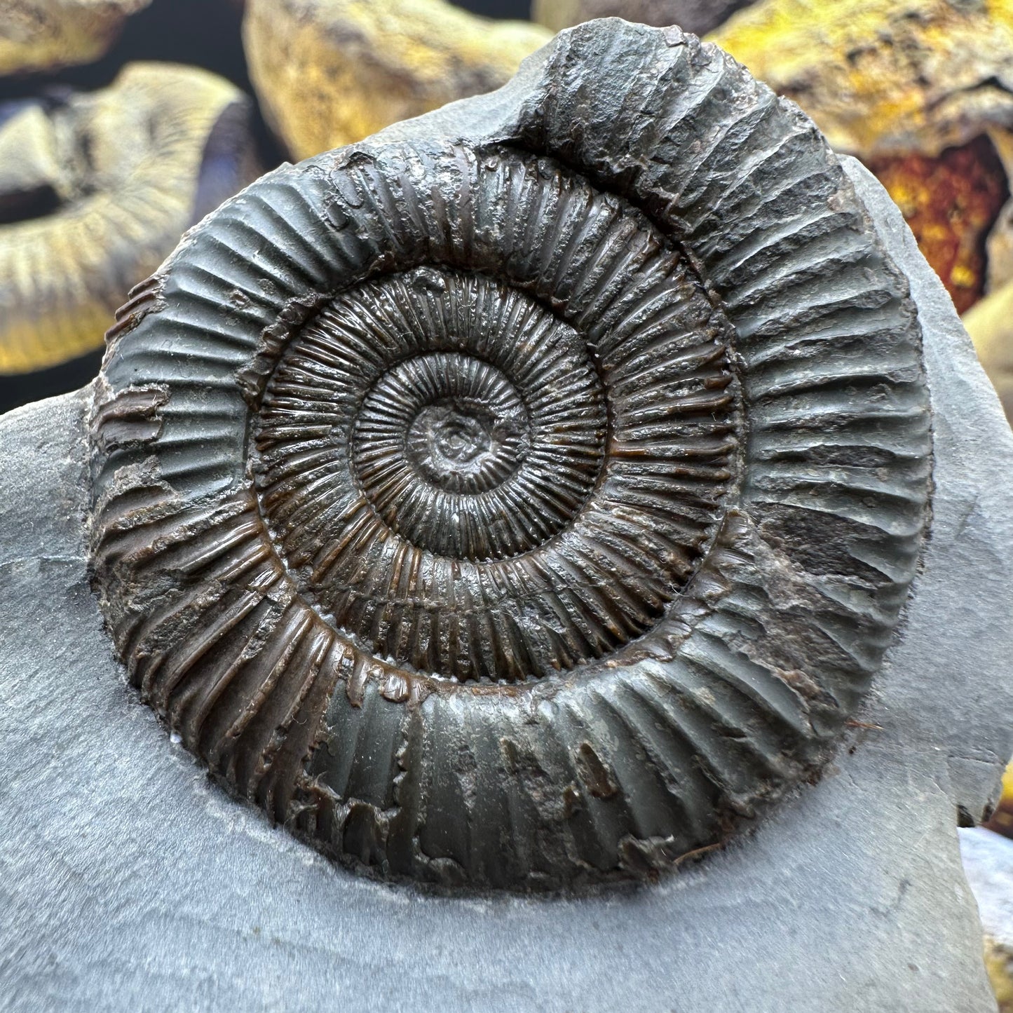 Dactylioceras ammonite fossil - Whitby, North Yorkshire Jurassic Coast Yorkshire Fossils