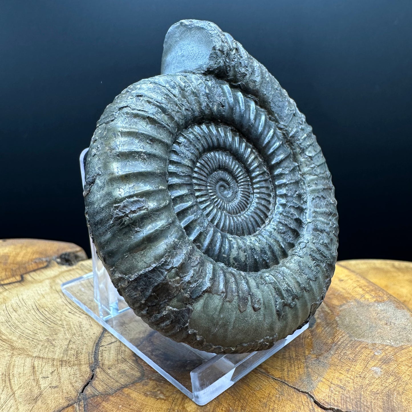 Dactylioceras Ammonite Fossil With box and Stand - Whitby, North Yorkshire Jurassic Coast Yorkshire Fossils